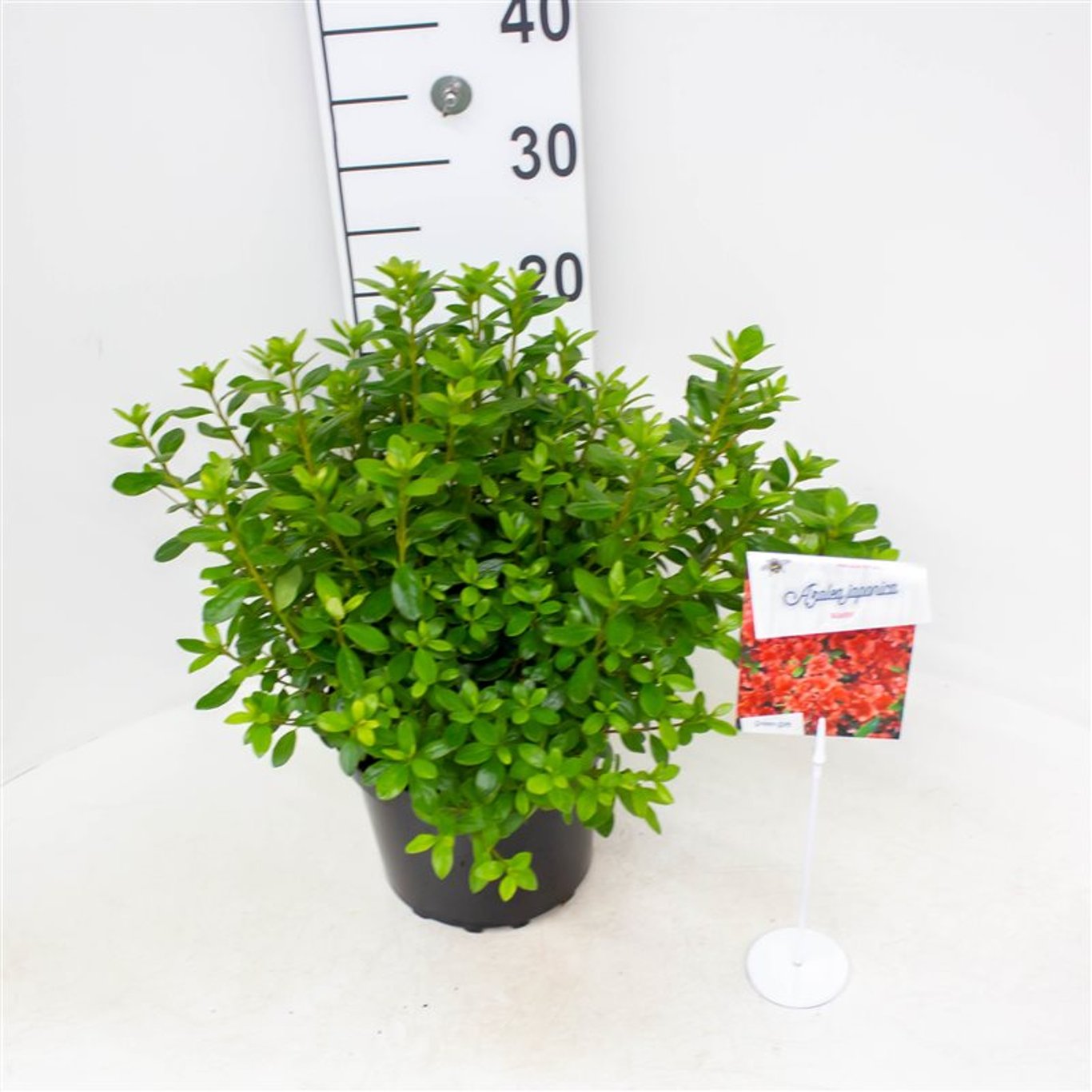 Rhododendron – Rhododendron (AJ); 'Ageeth' - C4 25-30 CM